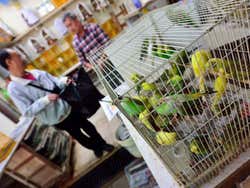 Mercado de los pájaros